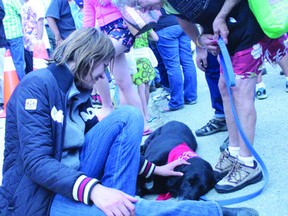 Wildrose leader Danielle Smith stops to scratch Oscar, who has just been reunited with his human Dyanne Bigras at the Tom Hornecker Recreation Centre.