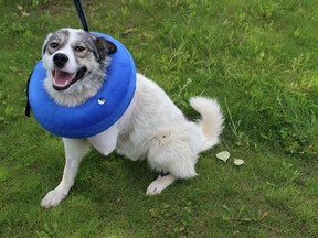 Triumph, a one-year-old husky cross, survived surgery to amputate a leg. He was found abandoned with approximately 20 pieces of buckshot in his hips, legs and skull. PHOTO SUPPLIED