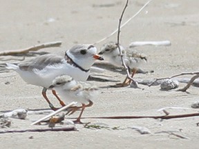 A piping plover and its chicks at Sauble Beach. (JAMES MASTERS The Sun Times)