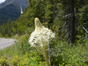 Bear Grass (pictured) is one of the more popular and easy to spot wildflowers at Waterton.