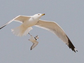 Seagulls have been identified as the major contributing factor to elevated E.coli levels at Goderich's three beaches. (QMI AGENCY file photo)