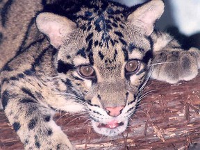 Merriweather, the Toronto Zoo's clouded leopard, turns 20 on Friday.