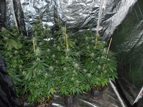 Marijuana plants seized from Hawthorne Lane home in Brantford.