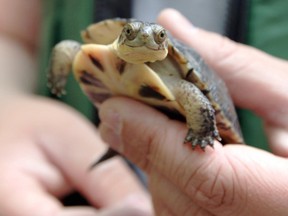 USFWS photo
Blanding’s turtles were seen laying eggs along the Long Point shoreline over the weekend. The Blanding’s turtle is a species-at-risk and has been the subject of suspected poaching activity in recent weeks.