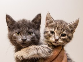 The Ottawa Humane Society is appealing to the public to help it provide for some of the more 500 cats in its care by temporarily fostering sick cats, and nursing or orphaned kittens. Anyone interested can go to ottawahumane.ca or call 613-725-3166.