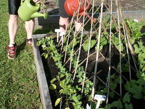 Ashley David and her fiancé Chris MacInnes tend to the vegetables they have planted at the Rotary Community Garden at Northern College. The number of plots in the community garden in South End was nearly doubled this year due to growing demand.