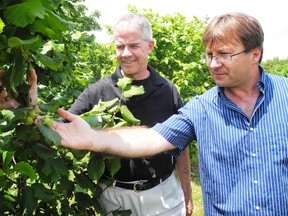 John Kelly, a member of the Ontario Hazelnut Association, and Dragan Galic, research technician at the Simcoe Research Station examine a hazelnut plant at the station last year. (SARAH DOKTOR Simcoe Reformer file photo)