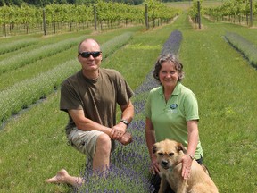 MICHAEL-ALLAN MARION QMI Agency
Anita and Steve Buehner show off the two major pillars of their operation at Bonniehath Estate Lavender and Winery, outside Waterford.