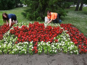 Owen Sound Parks Department summer students Natasha Ashley, left, and Chelsea Campbell, work at weeding a bed of begonias designed to resemble the Canadian flag in Harrison Park. This year the city gardeners planted approximately 10,000 annuals in gardens across the city. (JAMES MASTERS The Sun Times)