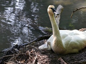 A newly hatched trumpeter swan cygnet is protected by its mother on Wednesday, June 26, 2013 in St. Thomas at Pinafore Park. The city's trumpeter swan pair has produced its first brood this year since 2004. Catharine Spratley/St. Thomas Parks and Recreation