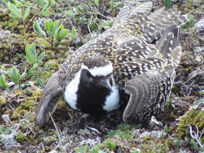 The golden-plover nest on the tundra in the high Arctic, but a number have also been found in the mountains near Grande Cache. (Photo courtesy Mike Russell)