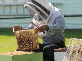 Research associate Abdullah Ibrahim pulls a frame out of a hive during a hobbyist demonstration at the 60th annual Beekeepers’ Field Day at the Agriculture and Agri-Food Canada Beaverlodge Research Farm, June 21. (Diana Rinne Peace Country Sun)