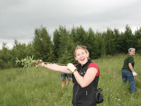 A volunteer holds a specimen of creeping thistle, an invasive species that the Nature Conservancy of Canada has been working to eliminate from the Clifford E. Lee Nature Sanctuary.