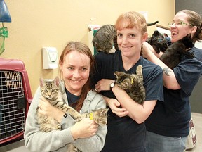 Volunteers Kate O’Tool (left), Crystal Harbinson and Christine Everson spend some one-on-one time with some of the cats currently up for adoption at the local SPCA. (Jocelyn Turner/Daily Herald-Tribune)