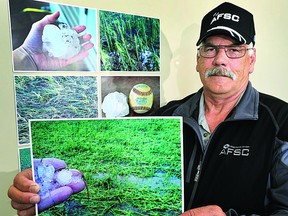 As the summer hail season begins, Brian Tainsh with Agriculture Financial Services Corporation (AFSC), shows photos of the record hail that triggered close to $450 million dollars in crop damage across Alberta last year, including Strathcona County. Farmers accessed AFSC’s Straight Hail Insurance program and the Hail Endorsement rider for crop insurance. Photo Supplied