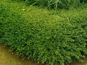 Have you longed for a boxwood hedge but found the price prohibitive? Well, all is not lost, writes columnist Pat Locker.