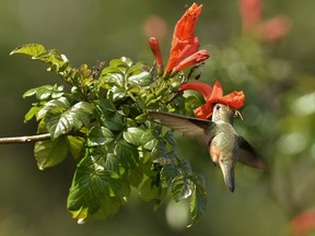 Humming birds and butterflies aren’t just beautiful to watch — they help our gardens too. (QMI Agency)