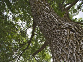 Signs have begun appearing on ash trees throughout the city of Brantford indicating that the trees will be removed due to infestation by ash borer beetles.
BRIAN THOMPSON/BRANTFORD EXPOSITOR/QMI Agency