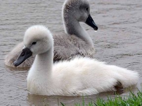Two of three surviving cygnets of Margaret and Joey paddle in the rain on the Avon River Friday. (SCOTT WISHART, The Beacon Herald)