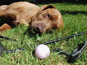 The FORE Paws charity golf tournament is scheduled to take place at the Hollinger Golf Course on July 14.