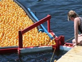 A volunteer pulls the winning rubber ducks from the lake as they all pile up right near the finish line. The annual Kenora Rotary Club's Lucky Duck Race took place at 11:00 am on Monday, July 1 on Lake of the Woods near McLeod Park. 
GRACE PROTOPAPAS/KENORA DAILY MINER AND NEWS