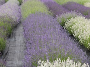 Several fields of lush lavender are waiting for visitors to tour at Bonnieheath Estate and Winery on Concession Rd. 12 near Waterford.SUBMITTED PHOTO / BRANTFORD EXPOSITOR / QMI AGENCY