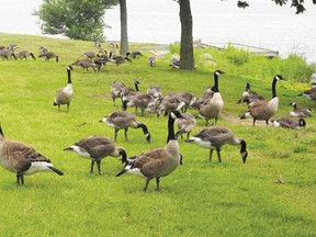 Canadian geese took over a section of Lamoureux Park this week, a common occurrence throughout the summer and a constant frustration for city staff and councillors.
Staff photo/CHERYL BRINK