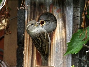 A female House Sparrow feeds a chick a seed or a bug as they are prone to eat a wide variety of foods including weeds.