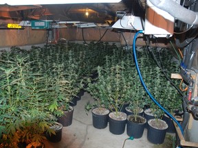 Police seized $1.3 million worth of marijuana and arrested two Toronto men following a search of a Hansford Drive home on Tuesday. (Photo courtesy of Brantford Police)
