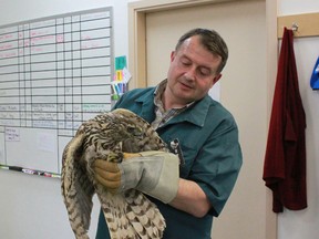 Dr. Bogdan Zygodio inspects the rescued hawk before taking her to be released outside of Whitecourt on Friday, June 28.
Celia Ste Croix | Whitecourt Star