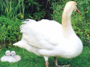 Princess the swan is shown with two of her cygnets. (Contributed photo)