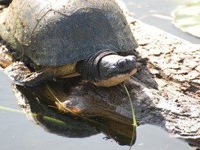 Blanding's turtles are found at Misery Bay Provincial Park.