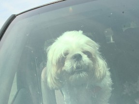 The owner of this dog gave permission to take its photograph to illustrate the concern associated with leaving animals in a hot vehicle for any period of time when the temperature reaches dangerous levels.