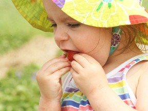 Maddison Gauthier, 2, pulled off the green leaves before testing out the sweetness of a strawberry while picking at Leisure Farms in Sturgeon Falls, Thursday. Picking season is also underway at Becker's Berry Patch on the southeast side of Lake Nipissing.