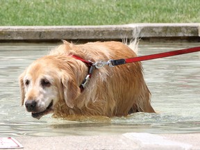 Cooper, a seven-year-old golden retriever, walks in the newly-renovated fountain at Confederation Park on Thursday. She was walking through the park with her owner Roy Brunner of Whitby, when she had the sudden urge to cool off. Brunner is in Kingston for a couple of days on his boat.
Ian MacAlpine The Whig-Standard