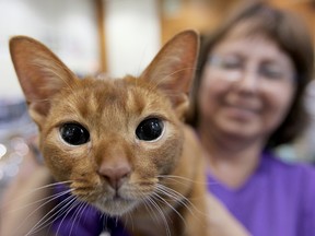"Sir Rolex," a Red Abyssinian, peers from the shoulder of owner Dalmar Mathieson during the Manitoba Cat Club's Mewlin Rouge cat show in Winnipeg, Man. Sunday June 30, 2013.
BRIAN DONOGH/WINNIPEG SUN/QMI AGENCY