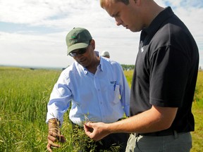 Cargill agronomists Khaled Bari (left) and Chris Ibbotson get hands-on with a tried and tested batch of Timothy seed during the 2013 All Crops Tour at the Beaverlodge Research Farm on Thursday, July 4. The conference was a one-stop shop for Peace Country farmers looking to update their management practices and agricultural technology based on innovative studies in the field. ELIZABETH McSHEFFREY/DAILY HERALD-TRIBUNE/QMI AGENCY