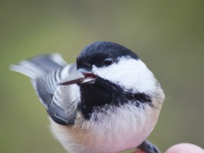 A Chickadee rests on a person’s hand.
Submitted photo/Elaine Kennedy