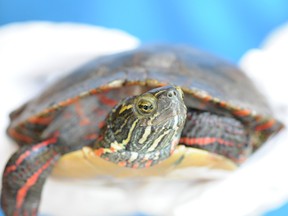An injured painted turtle recuperates at the Wild At Heart Refuge Centre on Thursday. Junction Creek stewards are urging people to move turtles only short distances if they are at risk of being run over.