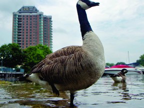 The St. Lawrence Parks Commission has developed a relocation plan in an attempt to deal with the number of Canada geese befouling their riverfront properties (THOMAS LEE/The Recorder and Times).