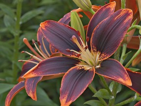 Lilies blooming in St. George