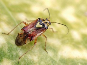 Lygus bug