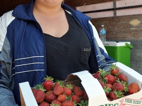Jenna Barnett is busy with her second summer of strawberry picking and sales with Mayfair Farms. Strawberry season is now open. (CLARISE KLASSEN/PORTAGE DAILY GRAPHIC/QMI AGENCY)