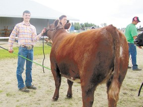 Kyle Dodgeson of the Mayerthorpe 4-H Beef club shows his bred heifer at the Focus on 4-H Show, an event for Albert’s northwest clubs which was hosted by Mayerthorpe this year.