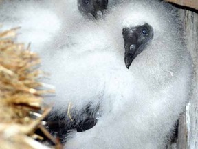 Two young turkey vulture chicks peer out from their surroundings in a barn east of the city Monday. (SCOTT WISHART, The Beacon Herald)