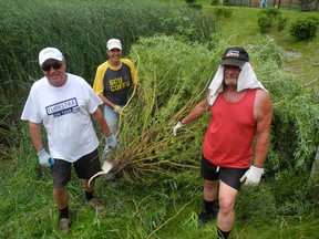 SARAH DOKTOR Simcoe Reformer
Port Dover residents Neil Fraser, Fred Ware and Peter Caskenette removed an overgrown tree from a drain in an overgrown pond behind Kelly Drive. Residents are upset the county has not maintained the pond, forcing them to take on the work themselves.