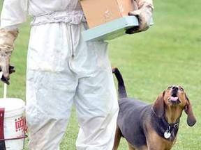 Under the watchful eyes of Lexi the coonhound, St. Marys beekeeper Ray Hagerman carries a cardboard box Monday with the last remaining bees from a swarm in Stratford Dog Park. (SCOTT WISHART, The Beacon Herald)