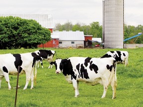 Dairy cows north of London.
QMI Agency/File photo/Mike Henson