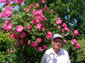 These spectacular deep pink roses in the hundreds are grown on a single plant by long-time Portage la Prairie gardener George Garnham. Although Garnham doesn’t know its name, the Singing Gardener has a hunch it might be John Davis, a hybrid Canadian Explorer rose that can also be trained as a rambling climber. It was introduced in 1986. (Ted Meseyton/Submitted photo)