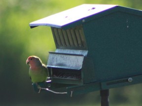 Submitted photo by Charles Pattison
A quaker parrot sits at a bird feeder at Charles Pattison's Blessington Road home. The birds, native to South America, have been making appearances in the northern United States and Canada over the past few years.